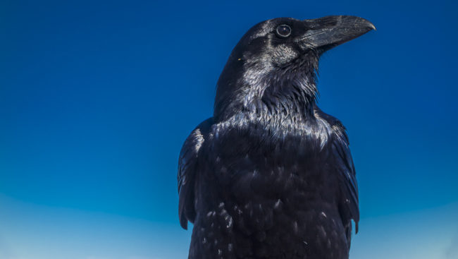 Hoyagrande, Spain - GPS 28.754755, -17.885268 - SONY DSC-RX100 + 28-100mm F1.8-4.9 - 100mm - 1/250 - f/11.0 - ISO80