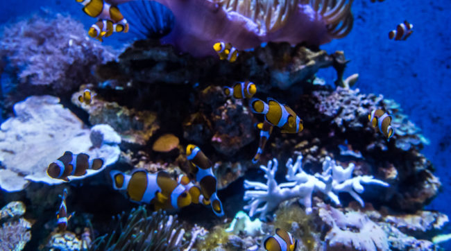 Aquarium Barcelona, Spain - GPS 41.376475, 2.184225 - Panasonic Lumix DMC-GH4 + Olympus M.Zuiko ED 9-18mm 4.0-5.6 - 34mm - 1/60 - f/5.5 - ISO3200