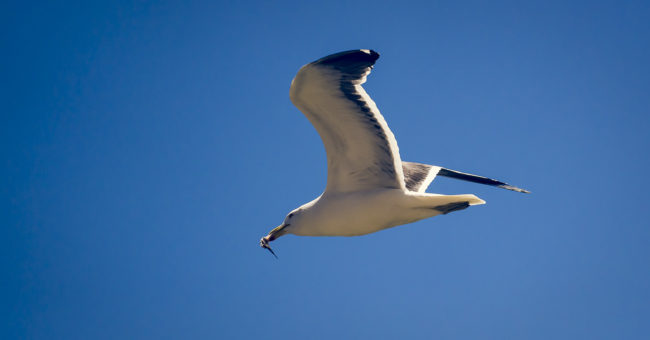 Recreo, Chile - GPS -33.028488, -71.586905 - Sony A7III + SONY FE 70-300mm F4.5-5.6 G OSS - 300mm - 1/4000 - f/5.6 - ISO1250
