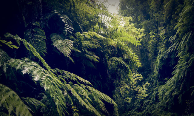 Orotava, Spain - GPS 28.788667, -17.802207 - SONY DSC-RX100 + 28-100mm F1.8-4.9 - 28mm - 1/30 - f/2.2 - ISO80