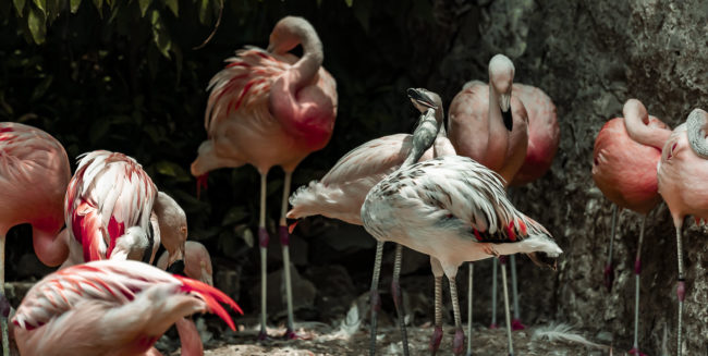 Pedro De Valdivia Norte, Chile - GPS -33.429863, -70.634125 - Sony A7III + SONY FE 70-300mm F4.5-5.6 G OSS - 300mm - 1/1600 - f/5.6 - ISO2000