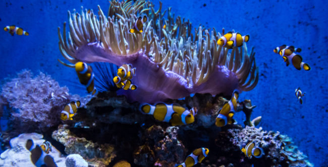 Aquarium Barcelona, Spain - GPS 41.376475, 2.184225 - Panasonic Lumix DMC-GH4 + Olympus M.Zuiko ED 9-18mm 4.0-5.6 - 34mm - 1/60 - f/5.5 - ISO3200