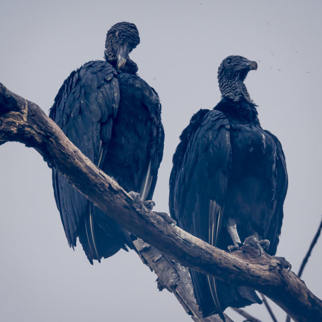 Iguanita, Costa Rica - GPS 10.612452, -85.639677 - Panasonic Lumix DMC-GH5 + Panasonic Leica DG Vario-Elmar 100-400mm f/4-6.3 ASPH - 472mm - 1/100 - f/8.0 - ISO800
