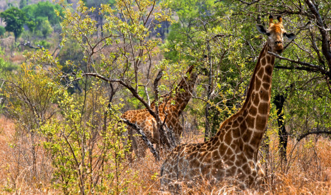 Sabi Sabi Game Reserve, South Africa - GPS -24.923648, 31.538658 - Canon EOS 20D + Canon EF-S 17-85mm f/4-5.6 IS USM -  - 1/100 - f/8.0 - ISO100