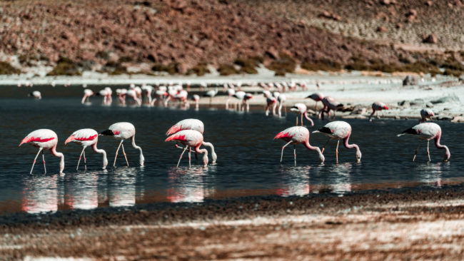 Machuca, Chile - GPS -22.609363, -68.060762 - Sony A7III + SONY FE 70-300mm F4.5-5.6 G OSS - 300mm - 1/250 - f/5.6 - ISO100