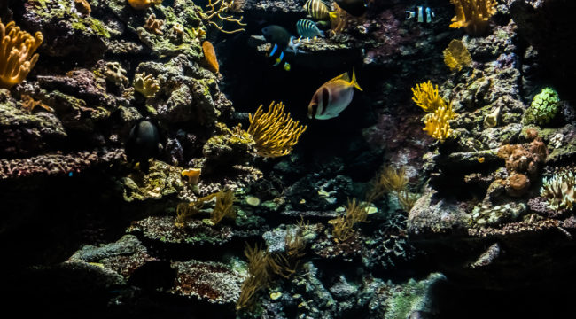 Aquarium Barcelona, Spain - GPS 41.376475, 2.184225 - Panasonic Lumix DMC-GH4 + Olympus M.Zuiko ED 9-18mm 4.0-5.6 - 36mm - 1/100 - f/5.6 - ISO1600