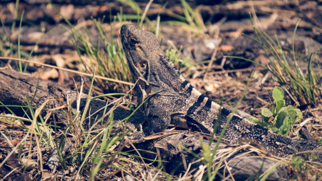 Puerto Culebra, Costa Rica - GPS 10.639795, -85.642103 - Panasonic Lumix DMC-GH5 + Panasonic Leica DG Vario-Elmar 100-400mm f/4-6.3 ASPH - 800mm - 1/400 - f/6.3 - ISO400