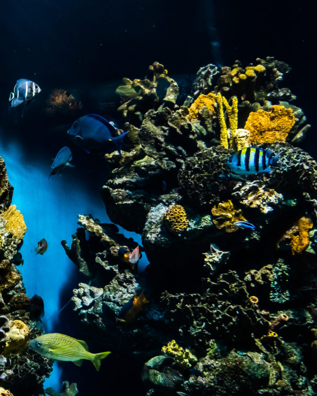 Aquarium Barcelona, Spain - GPS 41.376475, 2.184225 - Panasonic Lumix DMC-GH4 + Olympus M.Zuiko ED 9-18mm 4.0-5.6 - 36mm - 1/100 - f/5.6 - ISO1600