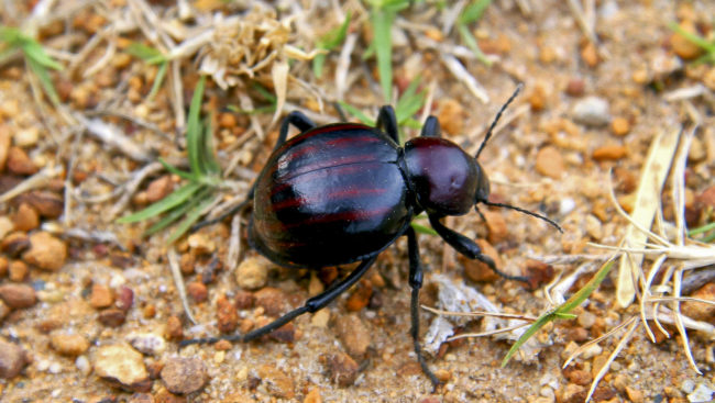 Die Kelders, South Africa - GPS -34.559445, 19.357078 - Canon EOS 20D + Canon EF-S 17-85mm f/4-5.6 IS USM -  - 1/100 - f/8.0 - ISO100