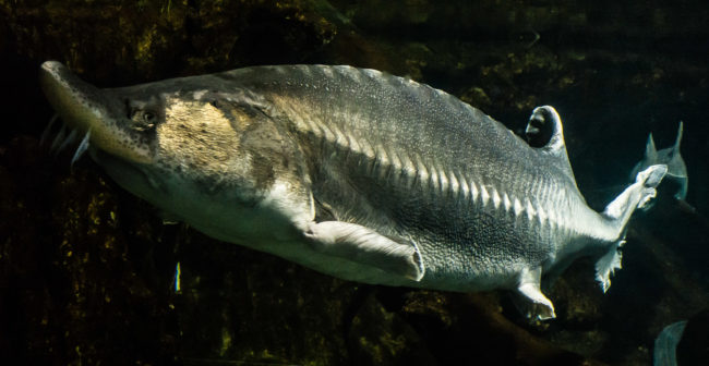 Aquarium Barcelona, Spain - GPS 41.376475, 2.184225 - Panasonic Lumix DMC-GH4 + 27-70mm F1.8-2.8 - 70mm - 1/50 - f/2.8 - ISO1600