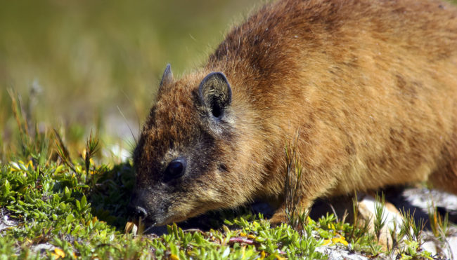 Cape Peninsula National Park, South Africa - GPS -34.352877, 18.483800 - Canon EOS 20D + Canon EF-S 17-85mm f/4-5.6 IS USM -  - 1/100 - f/8.0 - ISO100
