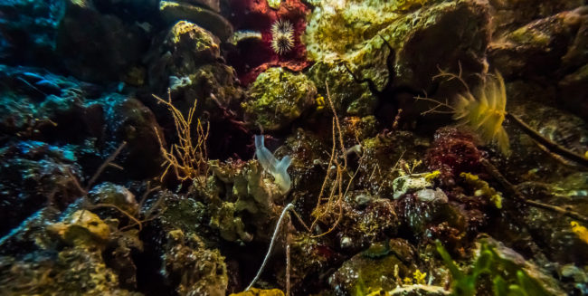 Aquarium Barcelona, Spain - GPS 41.376475, 2.184225 - Panasonic Lumix DMC-GH4 + Olympus M.Zuiko ED 9-18mm 4.0-5.6 - 18mm - 1/40 - f/4.0 - ISO1600