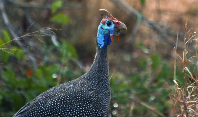 Kemps Cottage, South Africa - GPS -25.286980, 31.535762 - Canon EOS 20D + Canon EF-S 17-85mm f/4-5.6 IS USM -  - 0/1 - f/8.0 - ISO100
