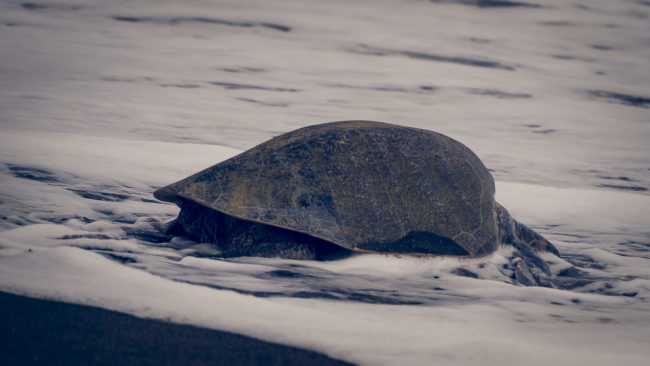 Playa Hermosa, Costa Rica - GPS 9.557950, -84.579885 - Panasonic Lumix DMC-GH5 + Panasonic Leica DG Vario-Elmar 100-400mm f/4-6.3 ASPH - 700mm - 1/1000 - f/5.9 - ISO400