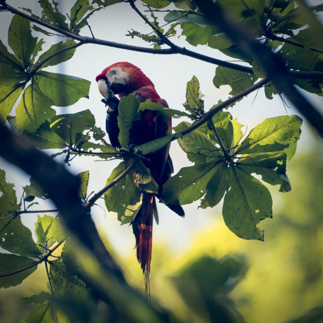 Carate, Costa Rica - GPS 8.440935, -83.449960 - Panasonic Lumix DMC-GH5 + LEICA DG 100-400/F4.0-6.3 - 800mm - 1/800 - f/6.3 - ISO3200