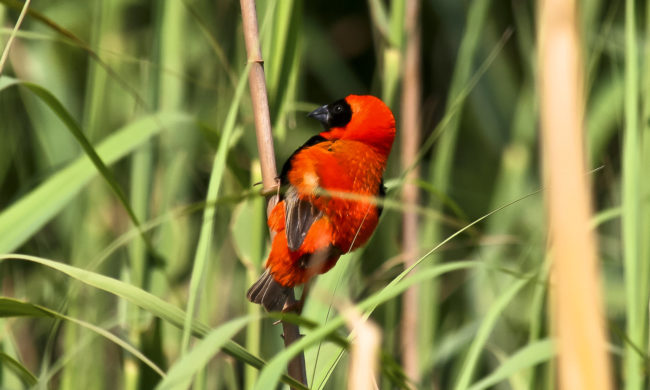 Aasfontein, South Africa - GPS -34.765492, 19.804155 - Canon EOS 20D + Canon EF-S 17-85mm f/4-5.6 IS USM -  - 1/100 - f/8.0 - ISO100