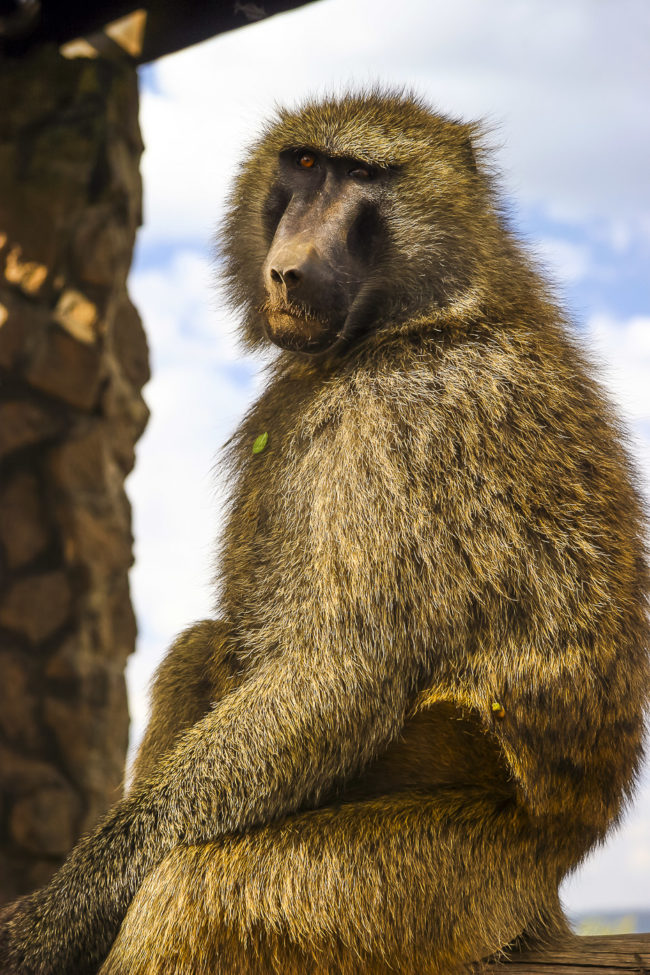 Lake View Estate, Kenya - GPS -0.310855, 36.083425 - Canon EOS 20D + Canon EF-S 17-85mm f/4-5.6 IS USM -  - 1/100 - f/8.0 - ISO100