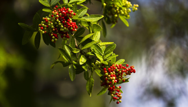 Haiku, United States - GPS 20.869057, -156.178445 - Canon EOS 7D + Canon EF 70-200mm f/4 USM L IS -  - 1/80 - f/4.0 - ISO100