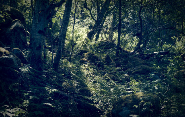 Erstad, Norway - GPS 62.482700, 8.130855 - Panasonic GH4 + Panasonic Lumix G Vario 12-35mm/2,8 OIS - 48mm - 1/30 - f/4.0 - ISO100