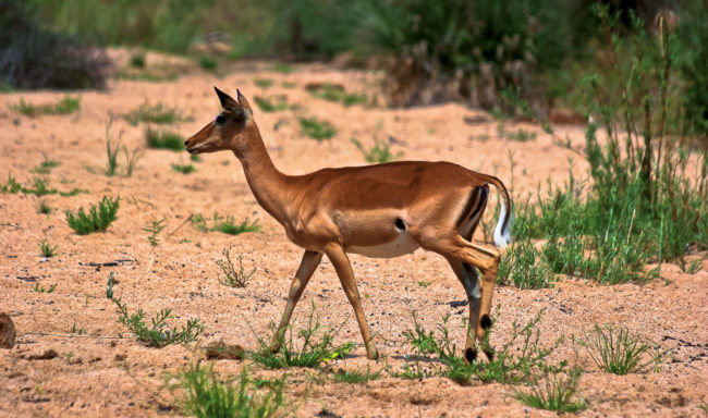 Sabi Sabi Game Reserve, South Africa - GPS -24.946375, 31.541318 - Canon EOS 20D + Canon EF-S 17-85mm f/4-5.6 IS USM -  - 1/100 - f/8.0 - ISO100