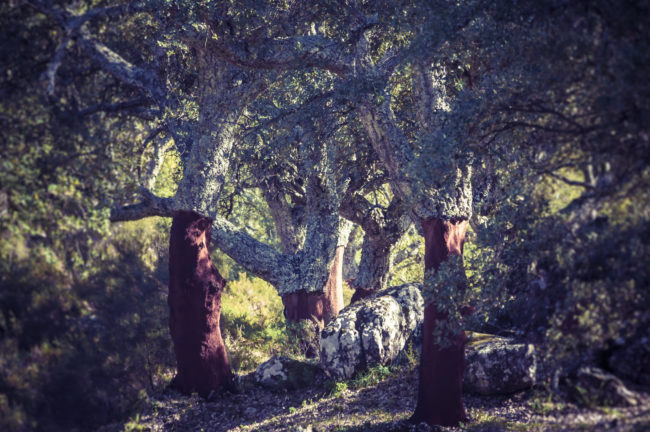Cortes de la Frontera, Spain - GPS 36.594683, -5.387118 - Panasonic GH4 + Panasonic Lumix G Vario 100-300mm f4.0-5.6 OIS - 376mm - 1/50 - f/4.8 - ISO200