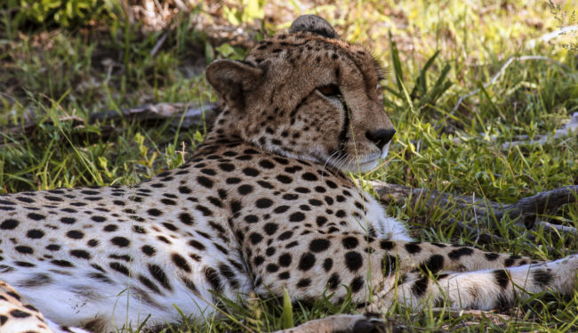 Keekorok, Kenya - GPS -1.571192, 35.172730 - Canon EOS 20D + Canon EF-S 17-85mm f/4-5.6 IS USM -  - 1/100 - f/8.0 - ISO100