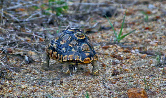 Huntingdon, South Africa - GPS -24.960440, 31.448560 - Canon EOS 20D + Canon EF-S 17-85mm f/4-5.6 IS USM -  - 1/100 - f/8.0 - ISO100