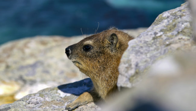 Cape Of Good Hope, South Africa - GPS -34.357175, 18.474883 - Canon EOS 20D + Canon EF-S 17-85mm f/4-5.6 IS USM -  - 0/1 - f/8.0 - ISO100