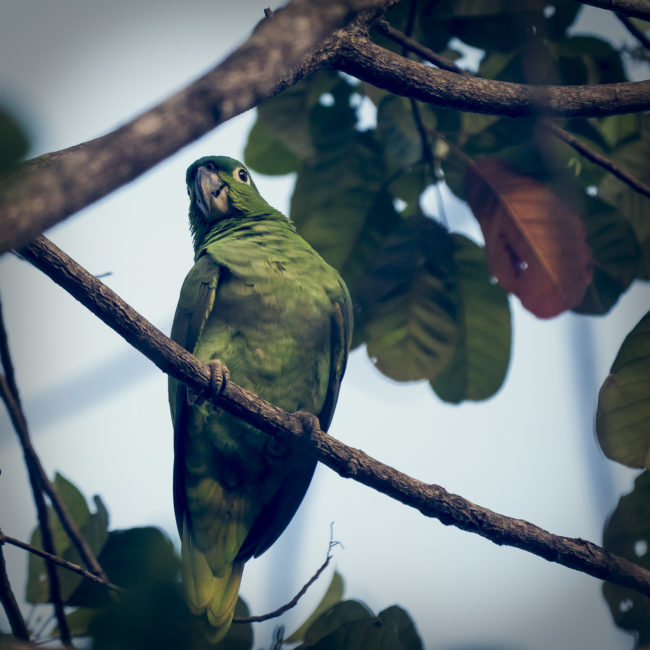 Potrero, Costa Rica - GPS 8.779880, -83.512808 - Panasonic Lumix DMC-GH5 + Panasonic Leica DG Vario-Elmar 100-400mm f/4-6.3 ASPH - 800mm - 1/320 - f/6.3 - ISO1600