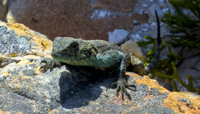 Cape Of Good Hope, South Africa - GPS -34.357175, 18.474883 - Canon EOS 20D + Canon EF-S 17-85mm f/4-5.6 IS USM -  - 0/1 - f/8.0 - ISO100