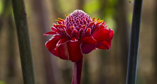 Hakalau, United States - GPS 19.903720, -155.135972 - Canon EOS 7D + Canon EF 70-200mm f/4 USM L IS -  - 1/40 - f/4.0 - ISO320