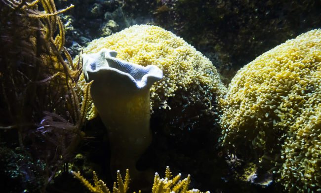 Bogatell Beach, Spain - GPS 41.376475, 2.184225 - Panasonic GH4 + Olympus M.Zuiko ED 9-18mm 4.0-5.6 - 36mm - 1/100 - f/5.6 - ISO1600