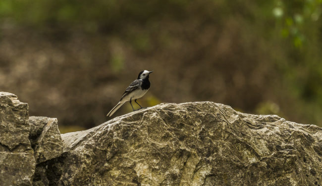 Kaltbrunn, Germany - GPS 47.742033, 9.046845 - Canon EOS 7D + Canon EF 70-200mm f/4 USM L IS -  - 1/125 - f/4.0 - ISO320