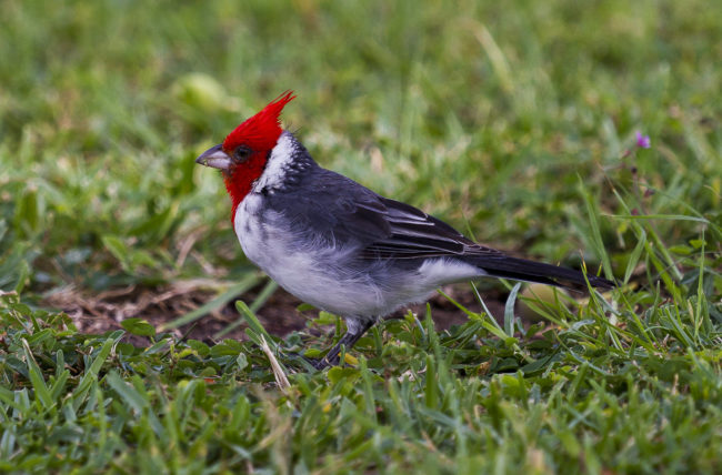 Kualoa 1 Ahupua`a, Hawaii - GPS 21.515700, -157.836767 - Canon EOS 7D + Canon EF 70-200mm f/4 USM L IS -  - 1/250 - f/4.0 - ISO100