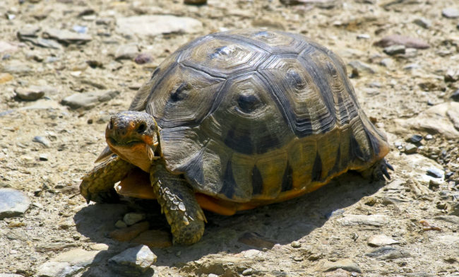 Aasfontein, South Africa - GPS -34.759472, 19.805493 - Canon EOS 20D + Canon EF-S 17-85mm f/4-5.6 IS USM -  - 1/100 - f/8.0 - ISO100