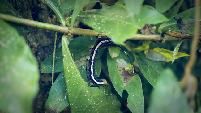 Ñeque, Costa Rica - GPS 8.552647, -83.344775 - Panasonic Lumix GX8 + Panasonic Lumix G Vario 12-35mm/2,8 OIS - 70mm - 1/50 - f/2.8 - ISO800