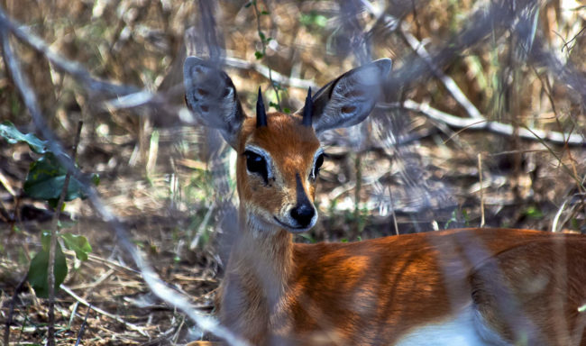 Skukuza, South Africa - GPS -25.068730, 31.548313 - Canon EOS 20D + Canon EF-S 17-85mm f/4-5.6 IS USM -  - 1/100 - f/8.0 - ISO100