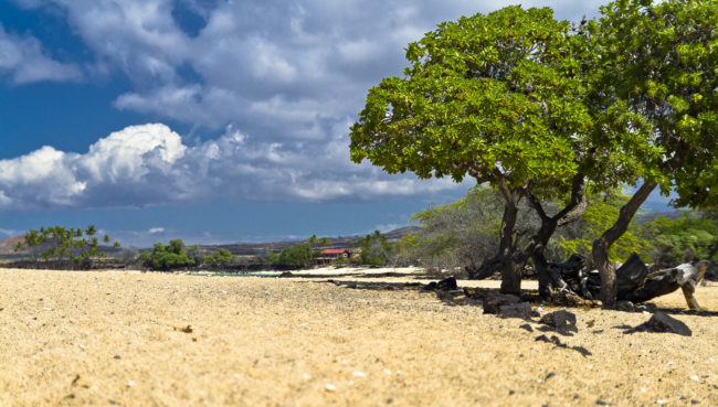 Mahaiula, United States - GPS 19.781288, -156.041123 - Canon EOS 7D + Sigma 17-50mm, F2,8 EX DC OS HSM -  - 1/1600 - f/2.8 - ISO100