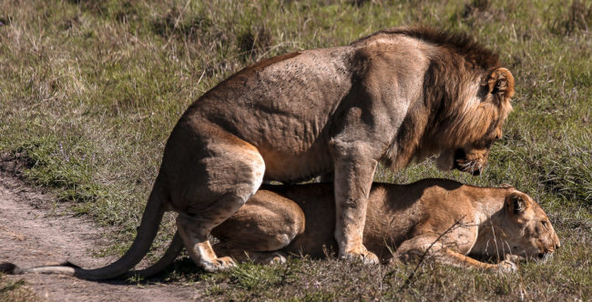 Keekorok, Kenya - GPS -1.577025, 35.317268 - Canon EOS 20D + Canon EF-S 17-85mm f/4-5.6 IS USM -  - 1/100 - f/8.0 - ISO100
