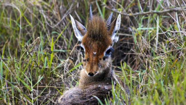 Lake View Estate, Kenya - GPS -0.310855, 36.083425 - Canon EOS 20D + Canon EF-S 17-85mm f/4-5.6 IS USM -  - 1/100 - f/8.0 - ISO100