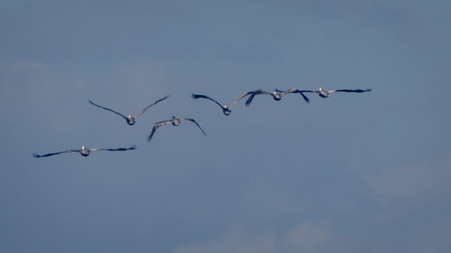 Playa Pajaros, Costa Rica - GPS 9.860482, -84.701048 - Panasonic Lumix GX8 + Panasonic Leica DG Vario-Elmar 100-400mm f/4-6.3 ASPH - 800mm - 1/400 - f/8.0 - ISO200