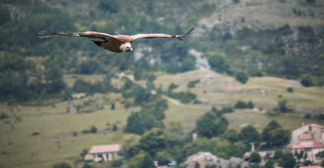 Rougon, France - GPS 43.780437, 6.390598 - Panasonic GH4 + Panasonic Lumix G Vario 100-300mm f4.0-5.6 OIS - 600mm - 1/320 - f/5.6 - ISO200