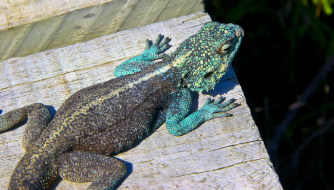 Cape Peninsula National Park, South Africa - GPS -34.352877, 18.483800 - Canon EOS 20D + Canon EF-S 17-85mm f/4-5.6 IS USM -  - 1/100 - f/8.0 - ISO100