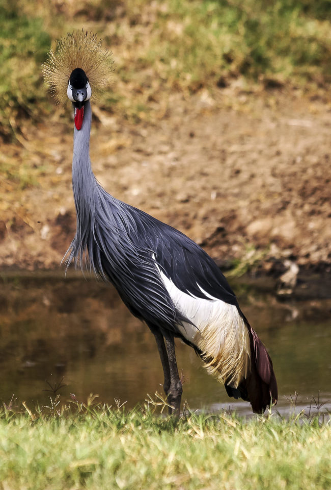 Lake View Estate, Kenya - GPS -0.310855, 36.083425 - Canon EOS 20D + Canon EF-S 17-85mm f/4-5.6 IS USM -  - 1/100 - f/8.0 - ISO100