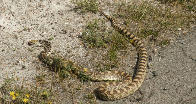 Mammoth, United States - GPS 44.981663, -110.708348 - Panasonic DMC FZ38 + Panasonic DMC FZ38 -  - 1/100 - f/8.0 - ISO100