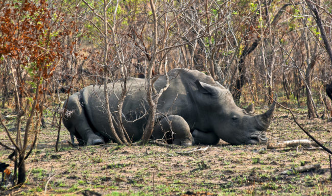 Huntingdon, South Africa - GPS -24.937865, 31.440483 - Canon EOS 20D + Canon EF-S 17-85mm f/4-5.6 IS USM -  - 1/100 - f/8.0 - ISO100