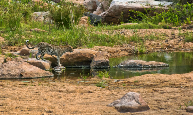 Skukuza, South Africa - GPS -24.921060, 31.519560 - Canon EOS 20D + Canon EF-S 17-85mm f/4-5.6 IS USM -  - 1/100 - f/8.0 - ISO100