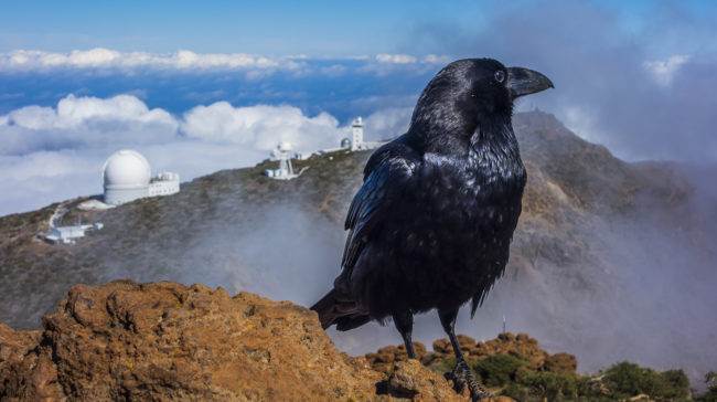 Hoyagrande, Spain - GPS 28.754755, -17.885268 - SONY DSC-RX100 + 28-100mm F1.8-4.9 - 66mm - 1/500 - f/8.0 - ISO80