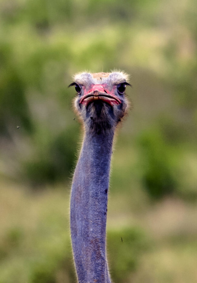 Keekorok, Kenya - GPS -1.567073, 35.200195 - Canon EOS 20D + Canon EF-S 17-85mm f/4-5.6 IS USM -  - 1/100 - f/8.0 - ISO100