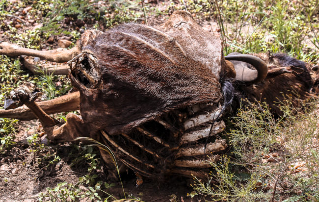 Keekorok, Kenya - GPS -1.591097, 35.205688 - Canon EOS 20D + Canon EF-S 17-85mm f/4-5.6 IS USM -  - 1/100 - f/8.0 - ISO100